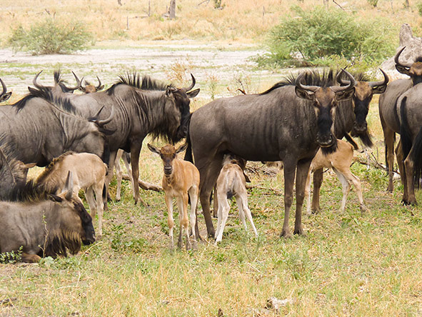8 day Great Wildebeest Calving Migration Safari