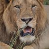 20 Day Kenya and Uganda safari highlights