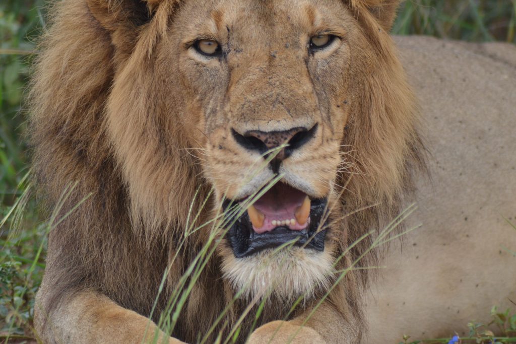 20 Day Kenya and Uganda safari highlights