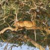 3 Day Queen Elizabeth National Park adventure