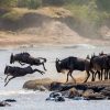 11 Day Gorillas and Wildebeest Migration Experience
