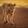 3 Day Queen Elizabeth National Park adventure