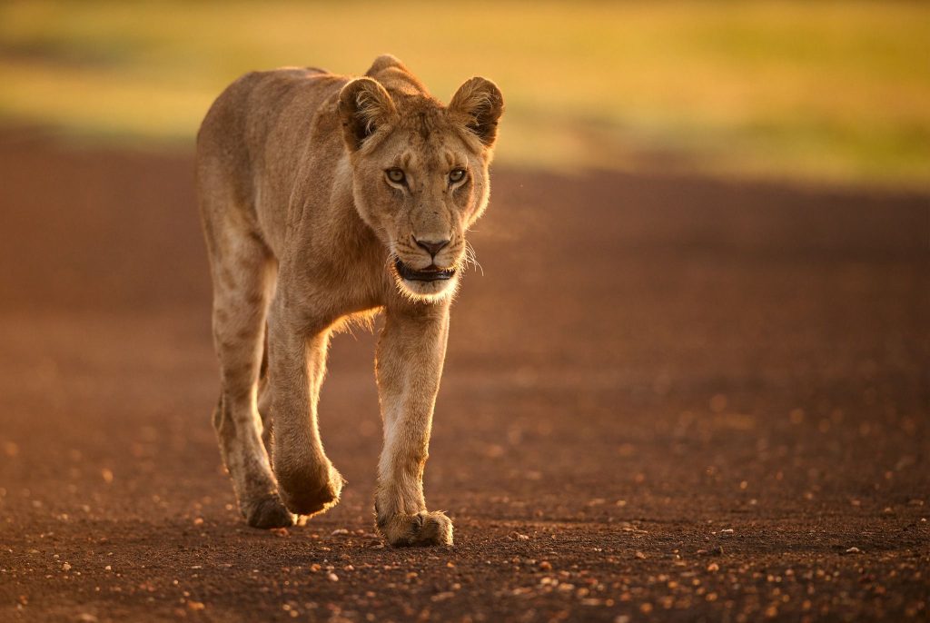 3 Day Queen Elizabeth National Park adventure