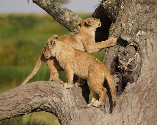 4 Day Tanzania Photography Tour