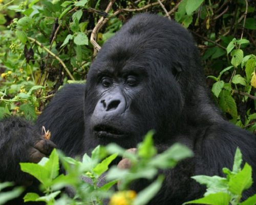 Gorilla Trekking Rwanda
