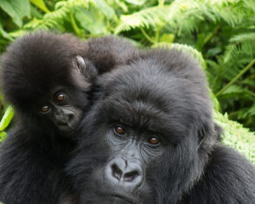 3 Day Bwindi Gorilla Trekking Safari
