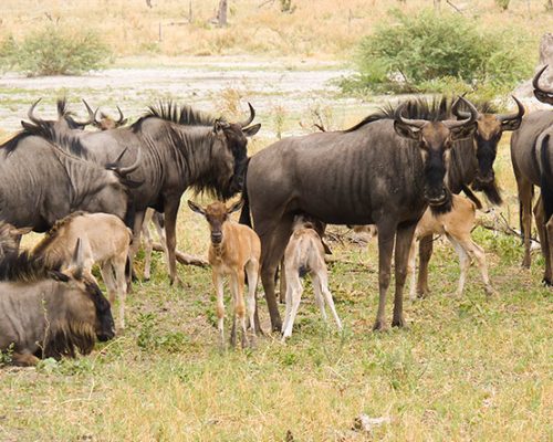8 day Great Wildebeest Calving Migration Safari