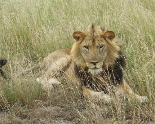 tanzania-home